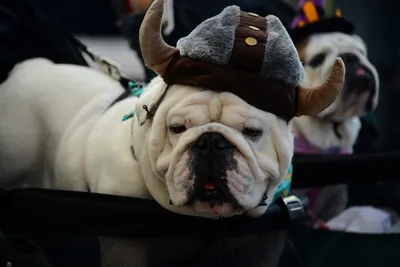 DSC_0412 (Large).JPG